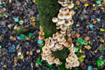 Honey agarics grow in the forest on a tree .