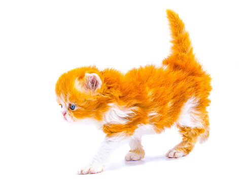 red persian kitten on isolated white background