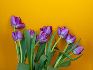 Purple tulip flowers on orange background. Minimal floral modern concept in contrast colors. Bunch of spring flowers. Copy space for text. Vertical standing tulips.