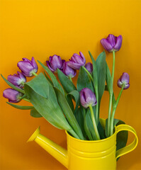 Bunch of purple tulip flowers in yellow watering can on orange background. Minimal floral modern concept in contrast colors. Bouquet of spring flowers, gift © SveM
