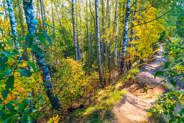 A path in the autumn forest among birches.