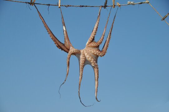 Octobus prepared for drying in greece