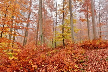 Noch leuchten die Wälder