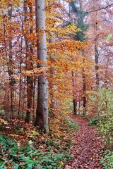 Fototapeta premium Noch leuchten die Wälder