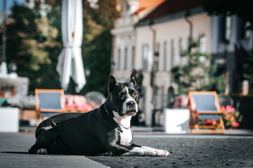 American staffordshire terrier dog posing outside.