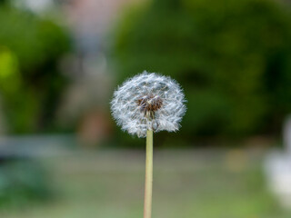 Dente © Matteo