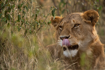A portrait of a lion at Masai Mara, Kenya