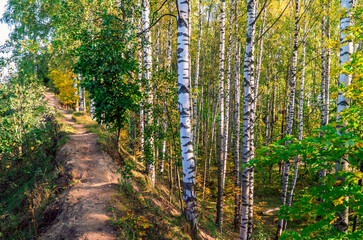 A path in the autumn forest among birches.