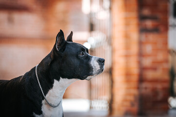 American staffordshire terrier dog posing outside.	