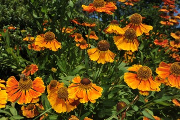 Vertical image of 'Mardi Gras' Sneezeweed (Helenium 'Mardi Gras'), also known as Helen's flower or Sneezeweed, in flower.