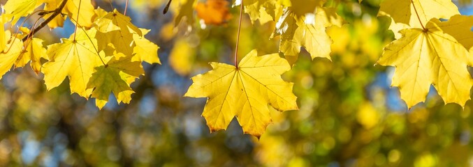 autumn leaves background. autumn fall leaf isolated.