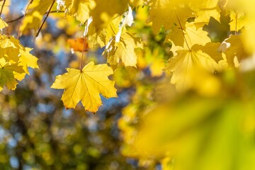 yellow maple leaves in autumn