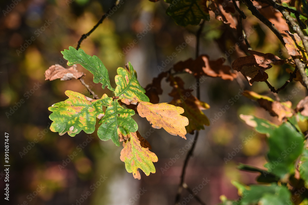 Sticker Belgique Wallonie automne nature foret chêne