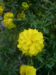 黄色いマリーゴールドの花と蕾　朝露