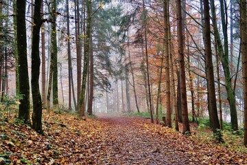 Obraz premium Herbstwald im Nebel