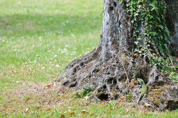 Obraz premium Ocellated lizard (Timon lepidus) in a golf course, Italy