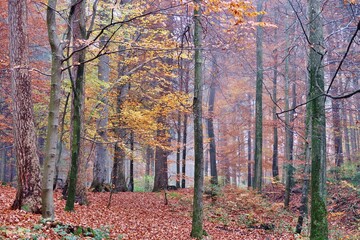 Herbstwald im Nebel