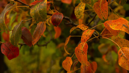 beautiful colorful leaves on a good autumn day