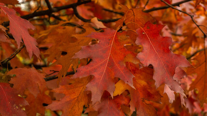 beautiful colorful autumn maple leaves, good day