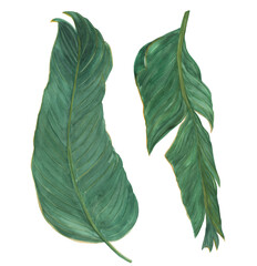 Watercolor painting 2 banana leaves isolated on white. Design element.