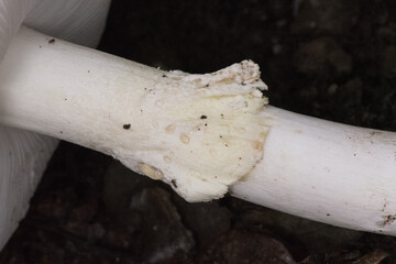 Amanita phaloides death cup mushroom of greenish color in hat with white blades, foot, veil and volva in forest with plant remains around
