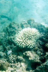 The dangerous coral bleaching