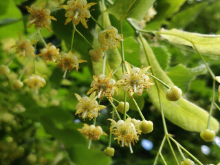 Fototapeta premium Linden flowers blossoming on a tree in summer