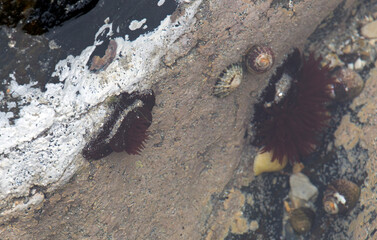 A photo of actinia equina in the sea