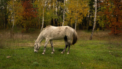 Obraz na płótnie Canvas white horse grazing in the autumn meadow near the forest