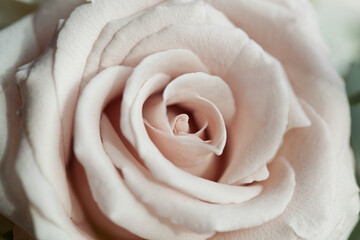 pink rose closeup