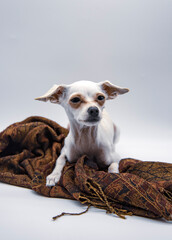 A small white dog with big ears and sad eyes, lies on a brown patterned scarf on a white background.