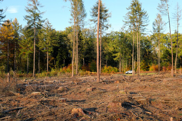 Waldboden mit vielen Baumstümpfen und einigen Nadelbäumen in gerodetem Waldstück nach...