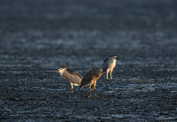 Black-crowned Night herons at Tubli bay, Bahrain