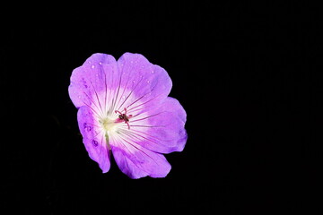 purple geranium flower with water droplets isolated on black background