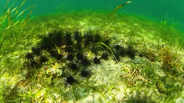 Sea urchins on the sandy bottom in clear crystal water. Sea urchin Echinothrix diadema.