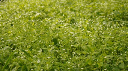green grass background
