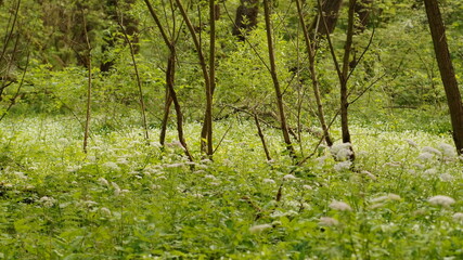 grass in the forest