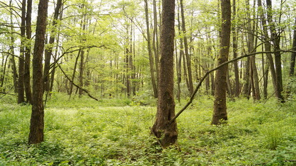 forest in the morning
