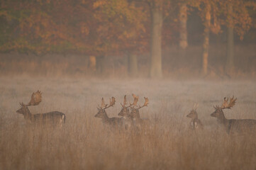 Autumn forest and fallow deer