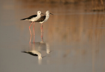 Obraz premium A pair of Black-winged Stilt chicks at Asker Marsh , Bahrain