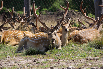 deer, animal, forest, grass, park, nature