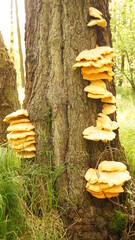 mushrooms in autumn forest