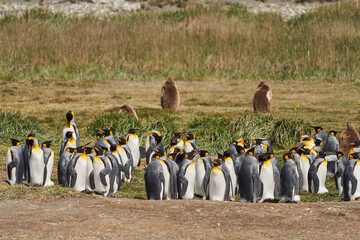 Aptenodytes patagonicus, black and white King Penguins living in Antartica and south America....