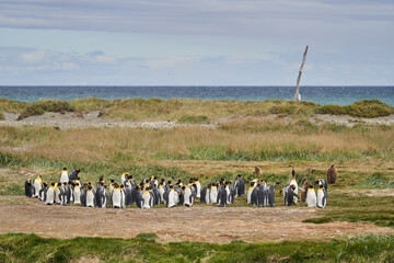 Aptenodytes patagonicus, black and white King Penguins living in Antartica and south America....