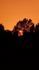 sunset in the forest