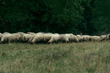 Schafe einer Herde (4)