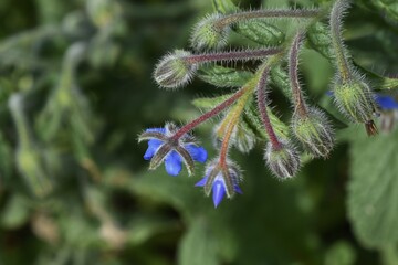 Borage (Borago officinalis) flowers / Boraginaceae annual herb.