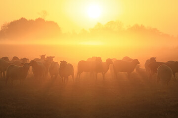 sheep herd on pasture at sunrise