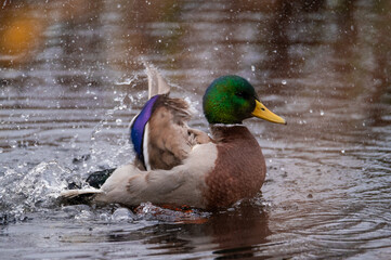 Mallard duck
