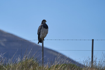 Bird of prey with white chest and dark head sitting on a fence pole close to El Calafate in Patagonia, Predator of Argentina